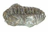 Curled Flexicalymene Trilobite - Indiana #287759-2
